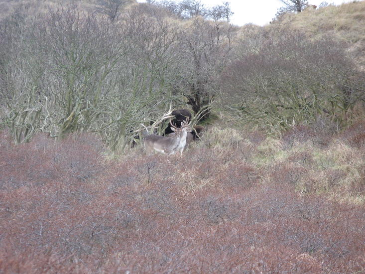 Bison and fallow deer. Photo: Wout Boekhorst