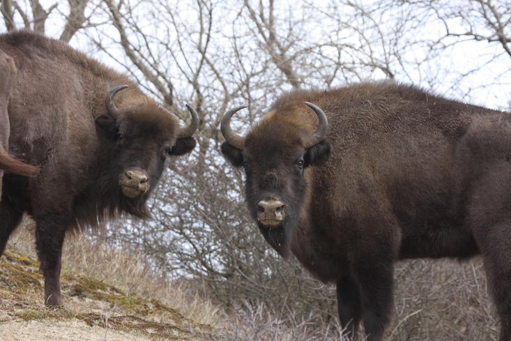 Wisent eet zand. Foto: Leo Linnartz