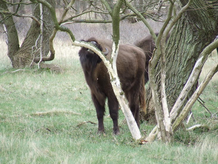 Bison rubs against tree. Photo: Doreen Rugers