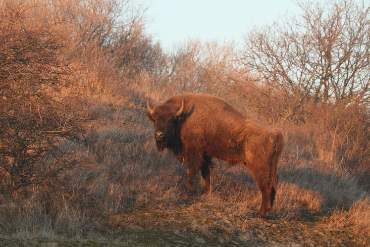 Bison bull. Photo: Leo Linnartz
