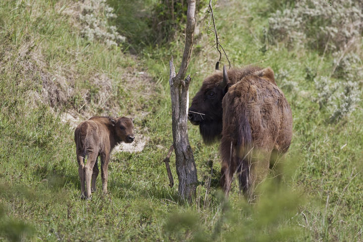 Bisoncalf with mother. Photo: Ruud Maaskant