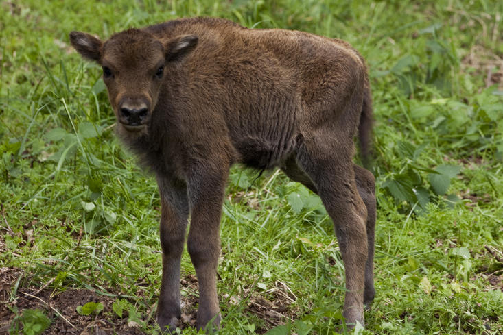 Second bisoncalf 2009. Photo: Ruud Maaskant