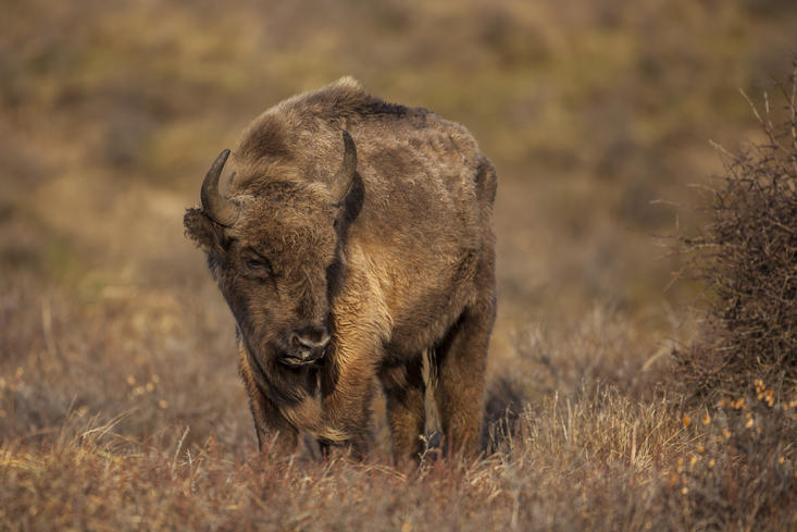 Bison bull in dune area. Photo: Ruud Maaskant