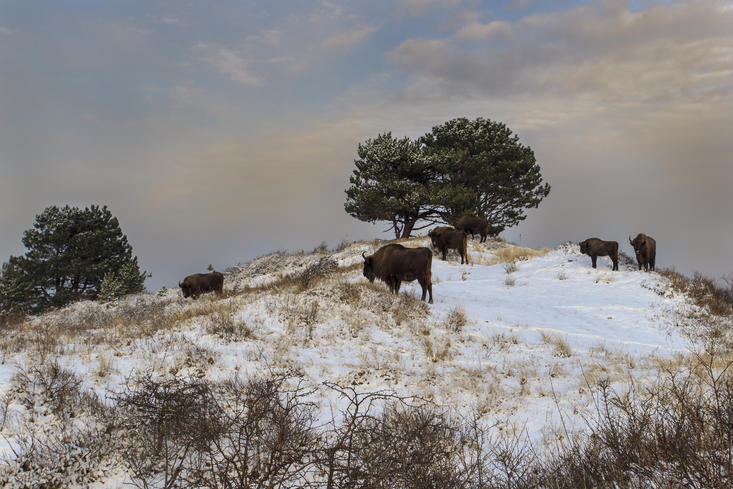 Bison in the snow. Photo: Ruud Maaskant