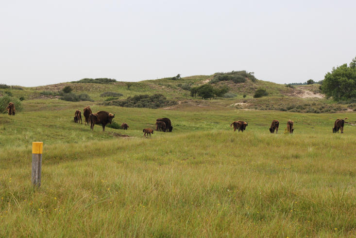 Bison on Bison Trail. Photo: Esther Rodriguez