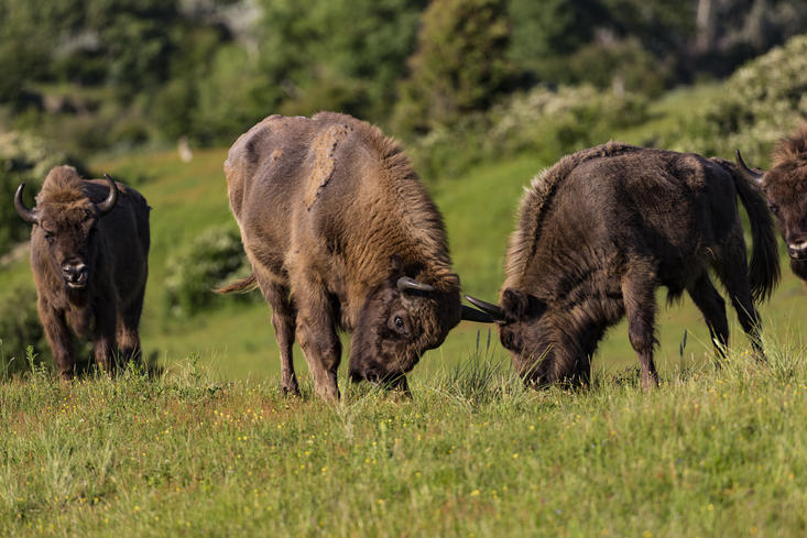 Franse stieren in Kraansvlak kudde. Fotograaf: Ruud Maaskant