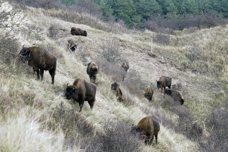 Bison in Kraansvlak dune area. Photo: Ruud Maaskant
