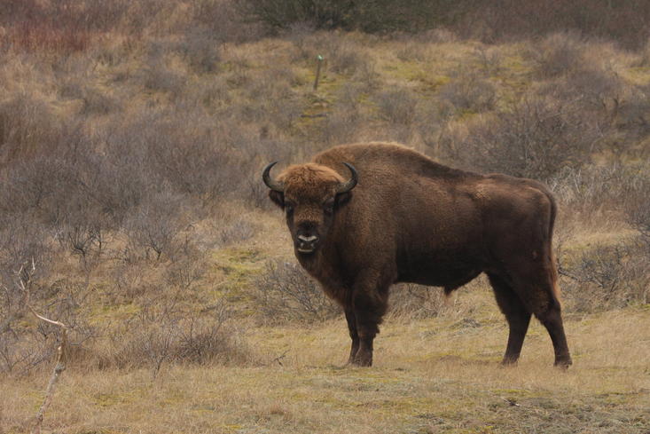 Wisent Kraansvlak. Foto: Leo Linnartz.