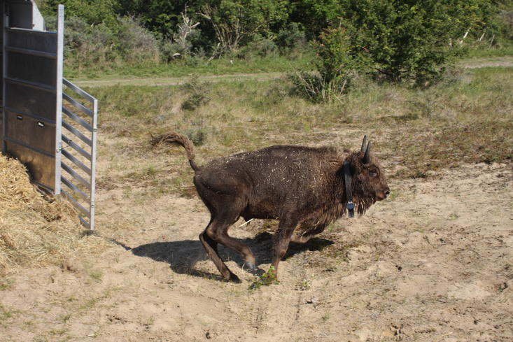 Bison release. Photo: Leo Linnartz