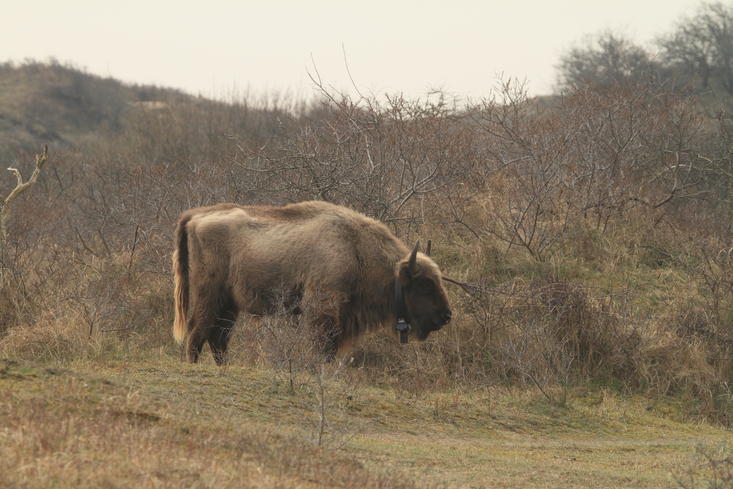 Jonge wisentstier. Foto: Leo Linnartz