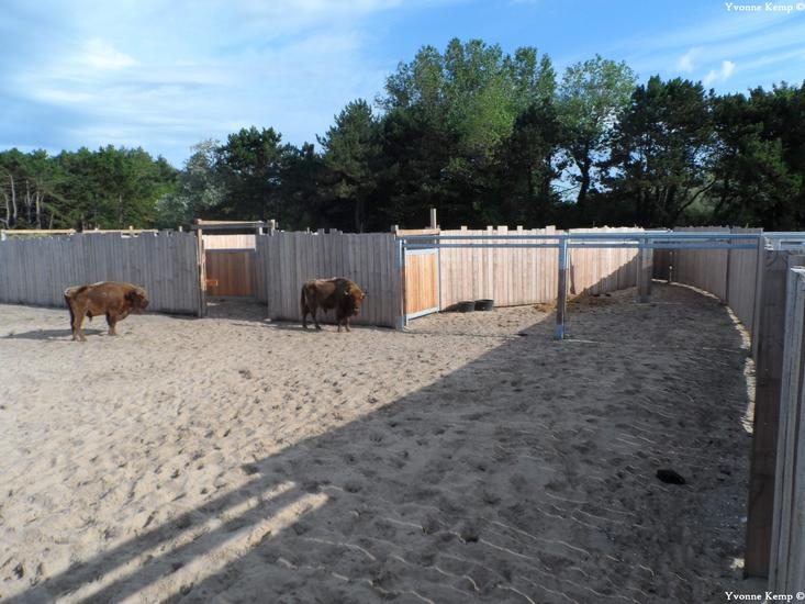 Wisentstieren in kraal