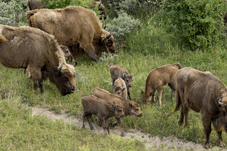 Bison and calves in Kraansvlak. Photo: Ruud Maaskant