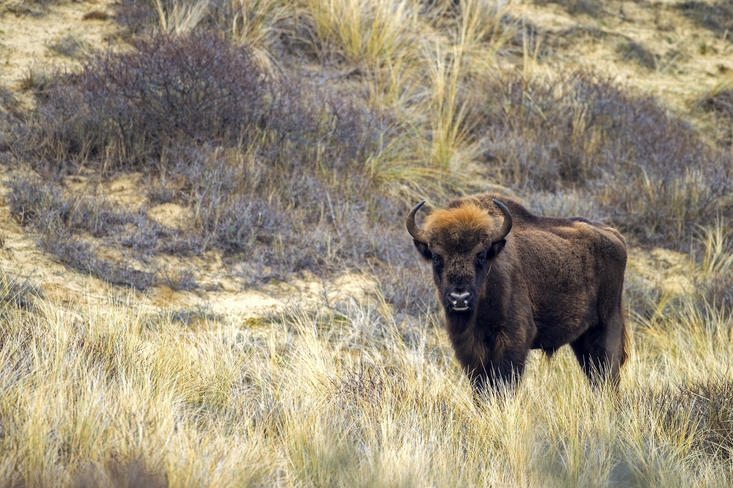 Bison in the Kraansvlak. Photo: Ruud Maaskant