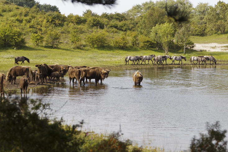 Bison and konikhorses at the water. Photo: Ruud Maaskant