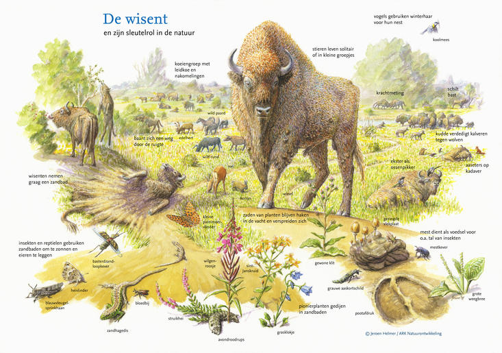 Bison and its key role in nature. Drawing: Jeroen Helmer